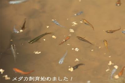 乾燥ミジンコを与えてみた メダカ飼育始めました メダカ飼育のブログ