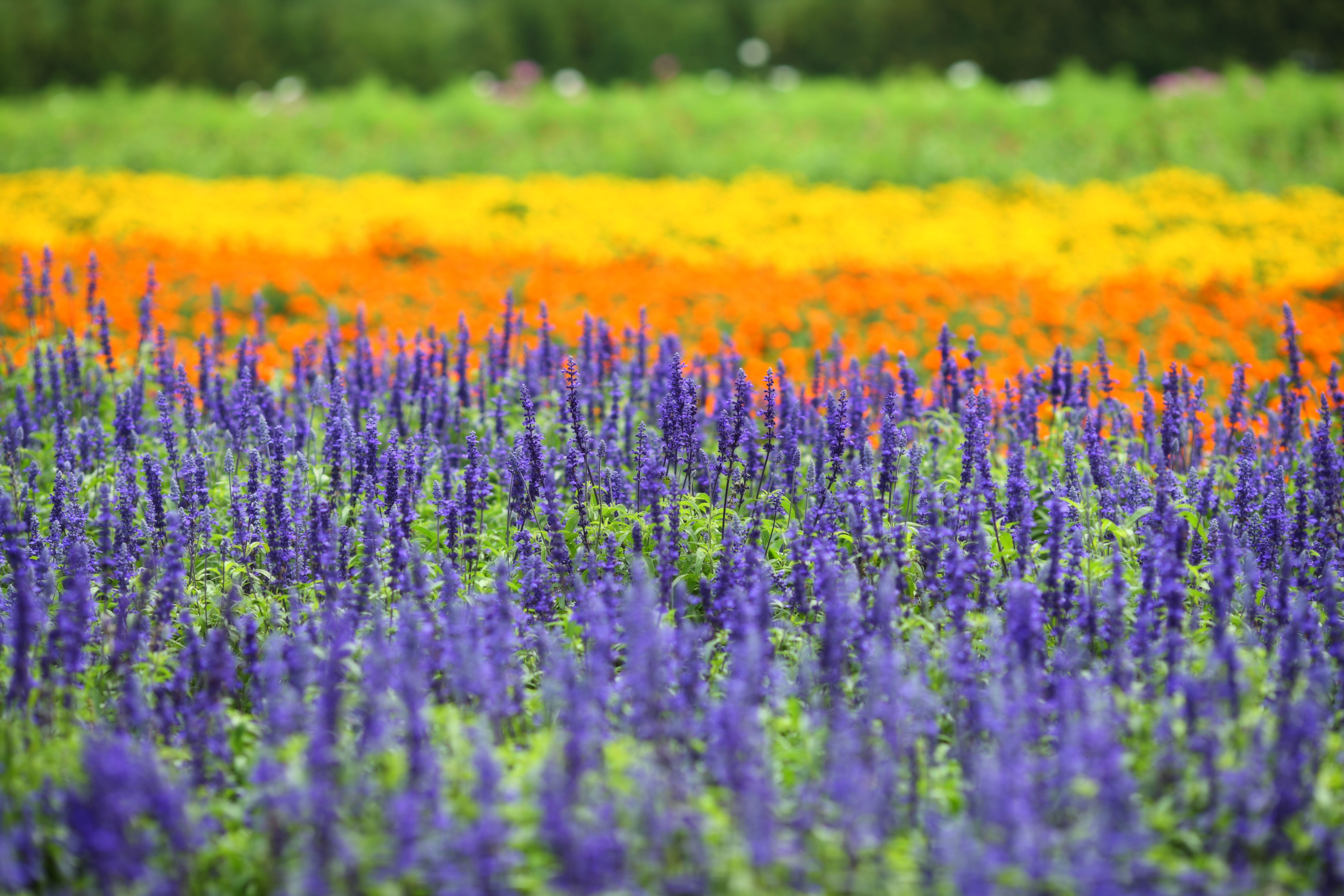 ゆんフリー写真素材集 No 8017 富良野の花畑 日本 北海道