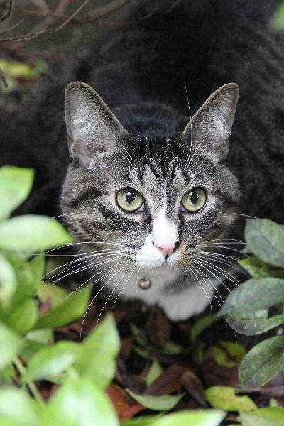 我が家の2015バレンタイン・デー(Valentine 我が家の2015バレンタイン・デー(Valentine