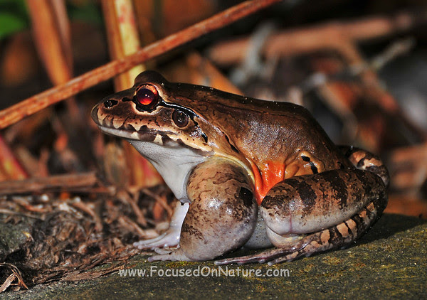 Jungle Frog