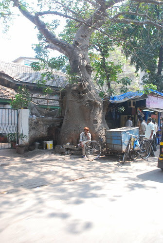 The Baobab or The Fat Lady  Of Bandra by firoze shakir photographerno1