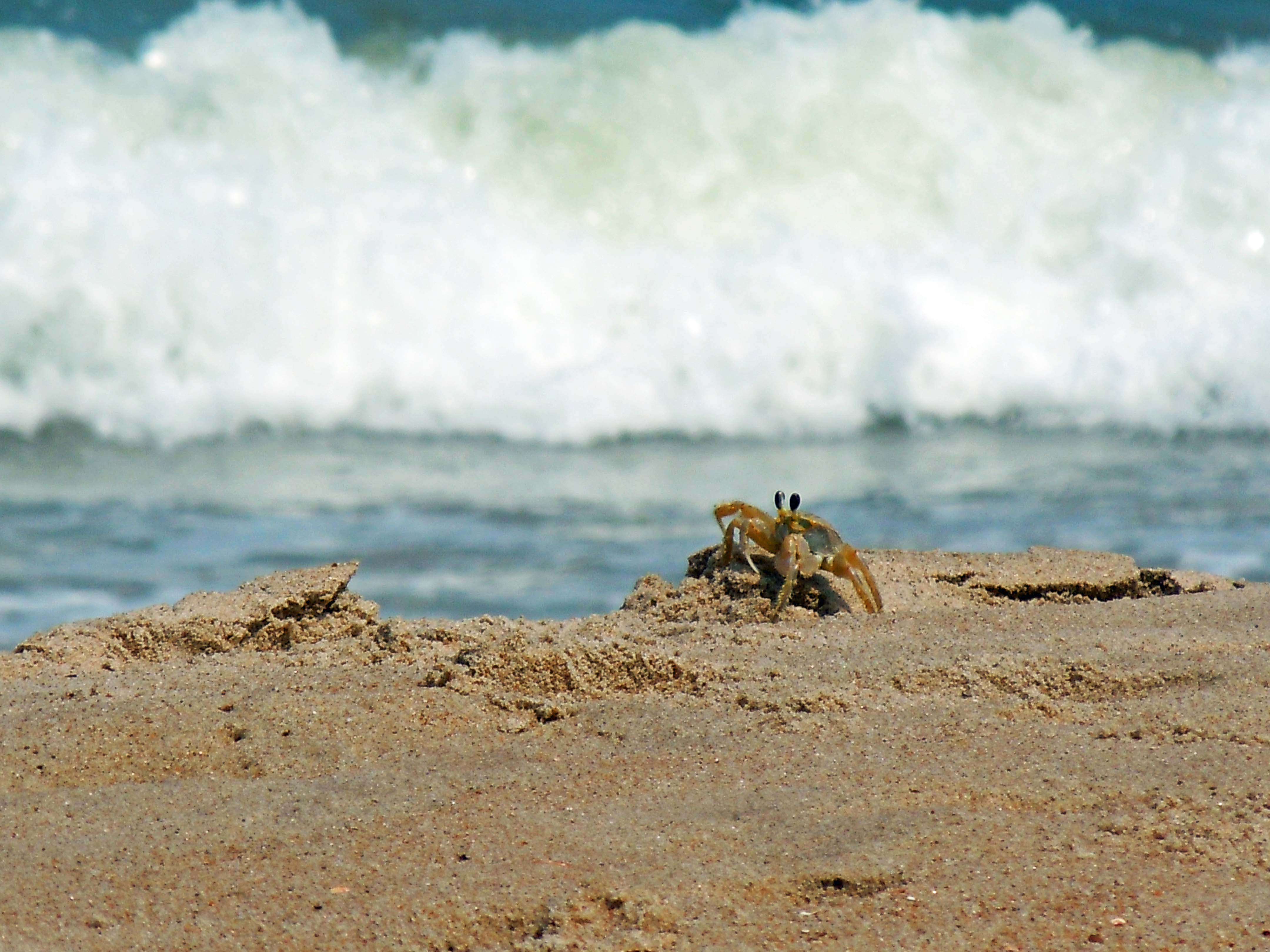 crabatdamneck7_16_10.jpg - Crab at Dam Neck Beach