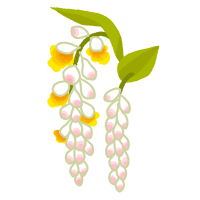 月桃 ゲットウ の花 2の無料素材 イラスト沖縄 おきなわ