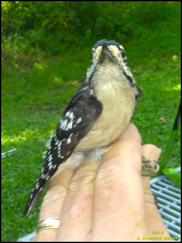 Downy Woodpecker