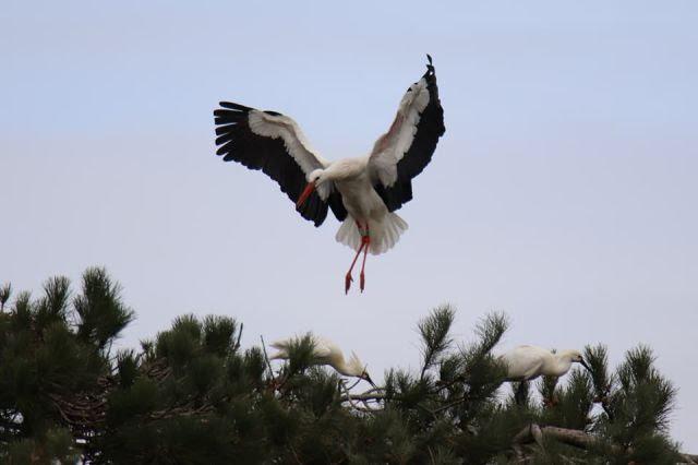 Cigogne blanche & spatules (photo par Axel)