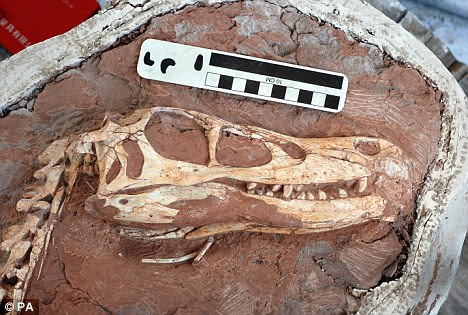 Found: tengkorak yang utuh sebuah Linheraptor exquisitus dinosaurus, sebuah hubungan dari Velociraptor, telah ditemukan di Cina