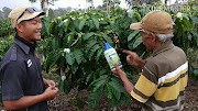 Konsep Baru Penyulaman Tanaman Kopi, Tanaman Kopi