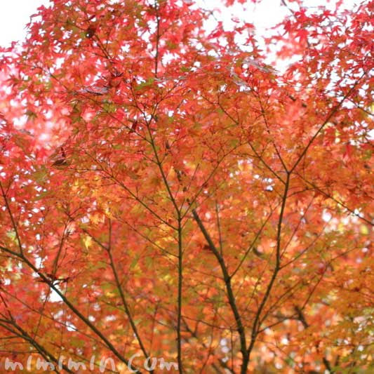 モミジの花言葉 名前の由来 紅葉したモミジの写真 みみみんブログ