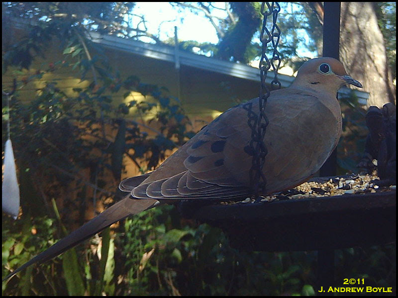 Mourning Dove