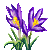 Krokus