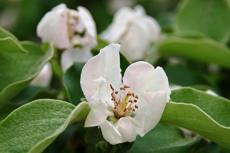 ラ フランス ラフランス 洋梨 ヨウナシ 西洋梨 西洋ナシ バラ科ナシ属 果物 園芸植物 山野草 埼玉 雑草 花の図鑑 植物図鑑 植物 画像 写真 フリー画像 加工自由