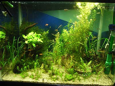 コリドラスの寄生虫 現状報告 天水ブログ 楽天ブログ