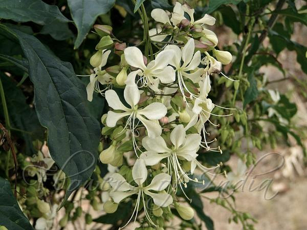 Clerodendrum Wallichii Bridal Veil