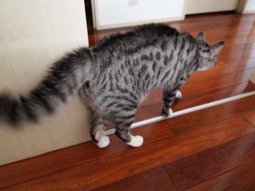 猫は何を見たか ごきげん ぴーと