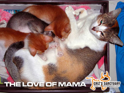 MAMALOVE
