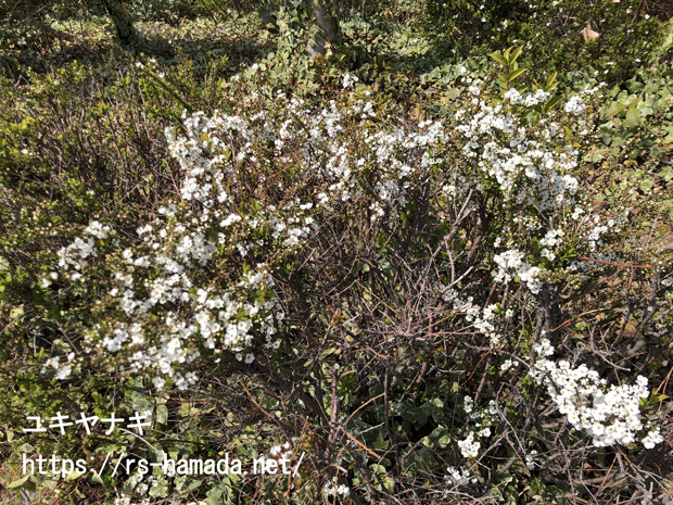 ユキヤナギの花言葉と由来に怖い意味は含まれている 自然植物図鑑