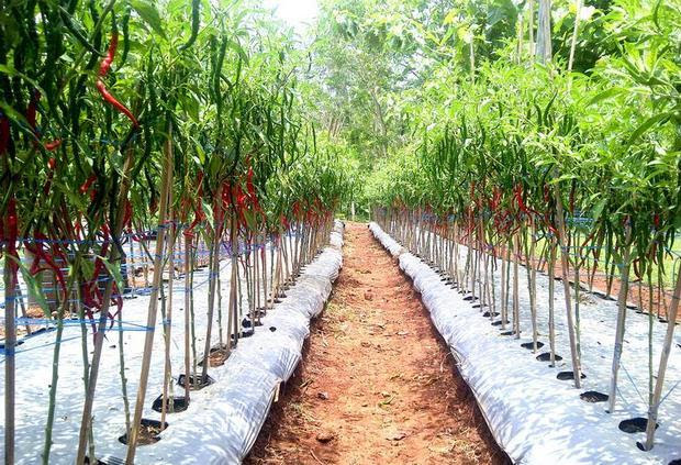 Image result for Buah Tanaman yang Dipupuk dengan Kotoran