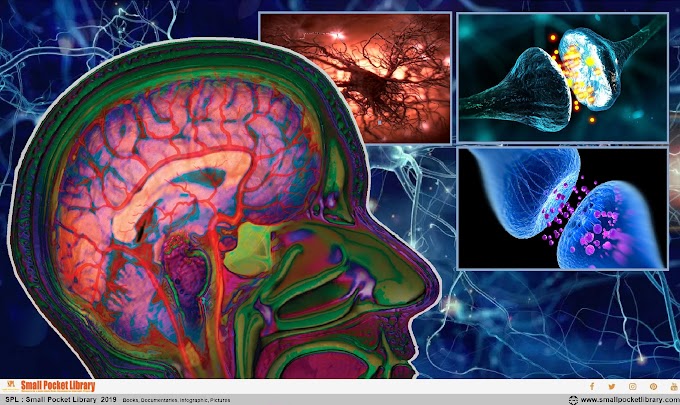 Neuroscientists Uncover a Never-Before-Seen Type of Signal Occurring in The Human Brain