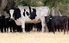 La triste historia detrás de la foto de la vaca gigante que se volvió viral