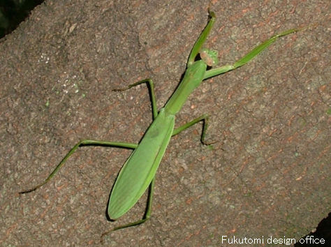 福光村昆虫記 カマキリ ナナフシ ゴキブリ