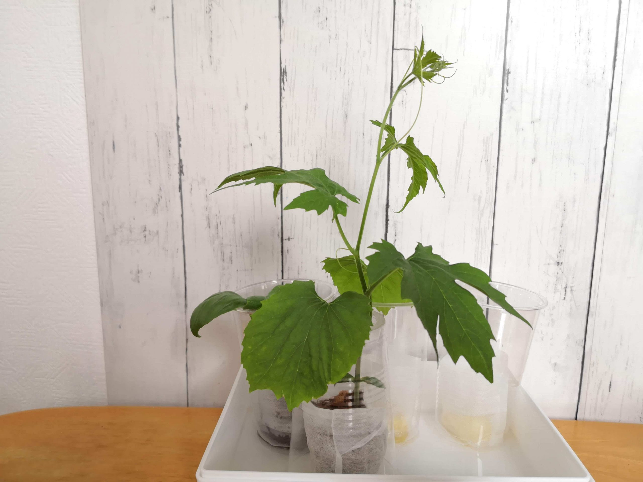 ゴーヤを室内で水耕栽培してみた その１ 植え付けから摘心まで ぴすけの庭