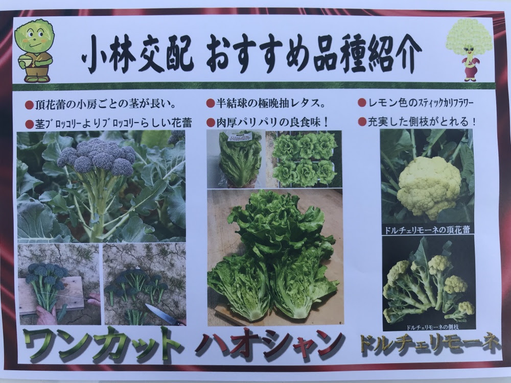 ブロッコリー小林種苗のブログ