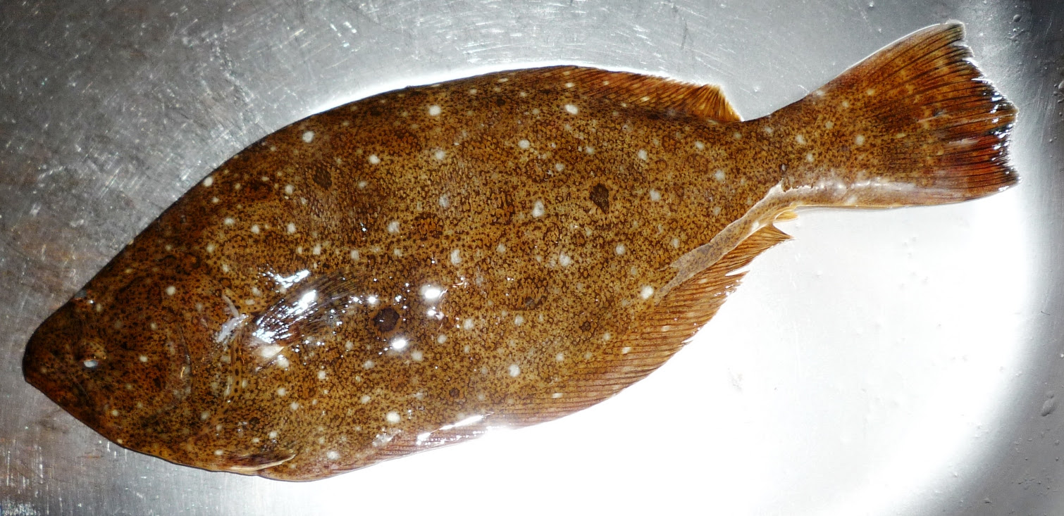 居酒屋ぷくぷく亭 魚粂さんの会 その５ ソゲ ヒラメ のお刺身 ぷくの簡単料理レシピブログ