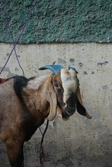 The Last Will of the Sacrificial Goat by firoze shakir photographerno1