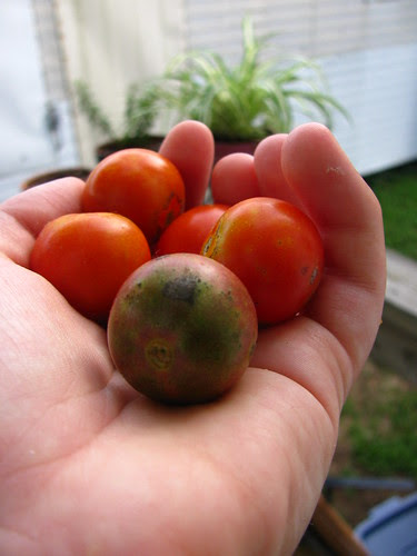 Cherry Tomatoes