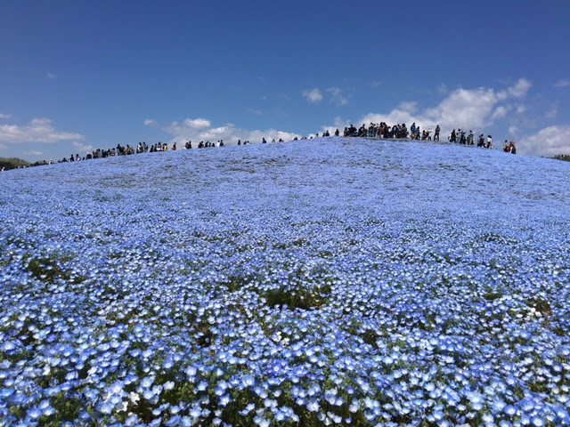 青の世界 ネモフィラ Momo Blog