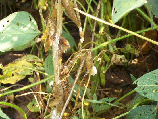 White Mold: How to Identify, Control, and Prevent Garden 