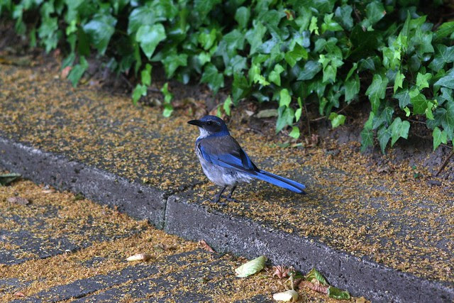 scrub jay, july 2011