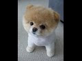 ポメラニアン の 飼い 方 992605