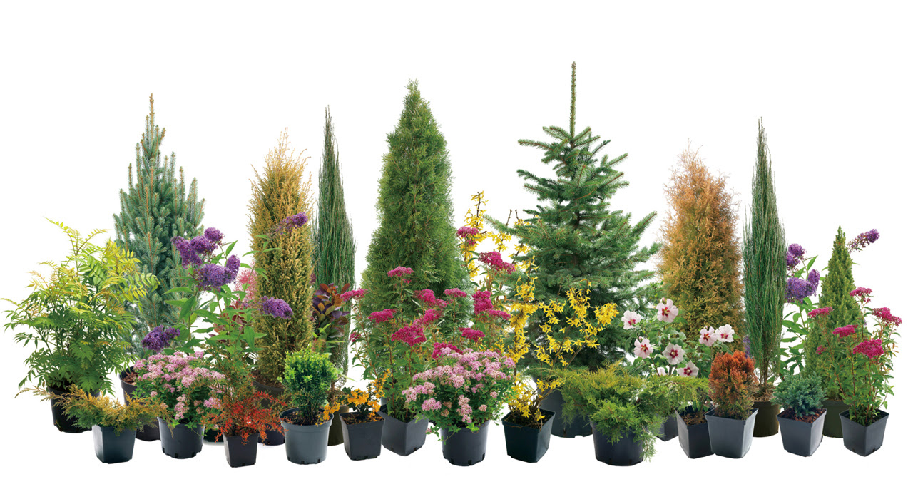 植木鉢の選び方 植物のシルエットに合わせて植木鉢を選ぶ 植木鉢ナビ