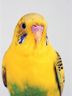 世界の鳥 セキセイインコ3 の待ち受け画像 壁紙 動物 パラダイス