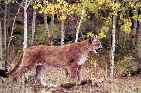 mountain lion