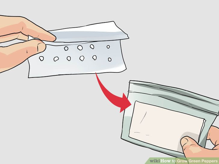 Grow Green Peppers Step 2 Version 2.jpg
