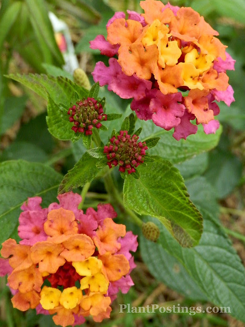 lantana6