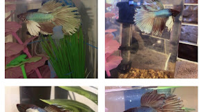 Do Fish Fins Grow Back