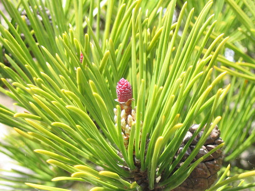 Red baby pinecone!!!!