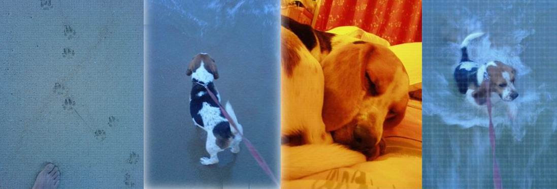 murphyd this is Murphy.. she belongs to Leo's bro's girlfriend.. in a sort of essence, his future-sis-in-law.. Murphy comes back for hols and breaks.. so she's here a lot.. i get to see her now and then.. when i do manage to persuade Leo to take me with him when he feeds them.. there's Buffy.. but that's another story.. i'll save that.. till i have a few nice pix of that queen to show i guys.. Buffy's no less gorgeous actually.. hey, you wanna know a secret? this dog's someone special to a few guys.. haha.. includes ZKiang and JRong... hehehe.. even Leo's smitten by her charms.. anyone wanna challenge her, girls?? hehe..