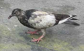 New York City Pigeon Rescue