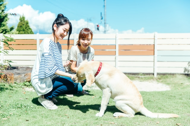 アレルギー 犬にカリフラワーを与えても大丈夫 メリットや注意点とは お役立ち 季節の耳より情報局