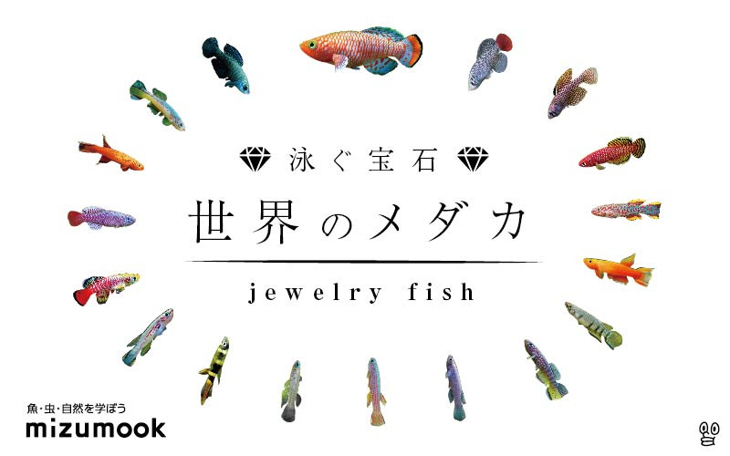 泳ぐ宝石 世界のメダカ選 卵生メダカ 卵胎生メダカ 真胎生メダカ ミズムック