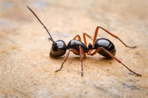 ant control tips   rid  ants