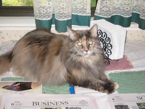 What S A Torbie Cat Forum