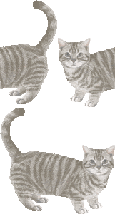 スマホ用ページ マンチカン マンチキン の壁紙 条件付フリー素材集