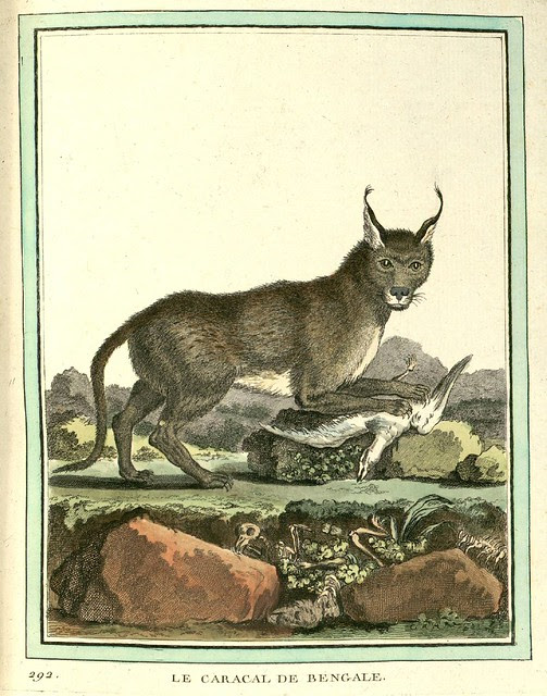 Bengal Caracal
