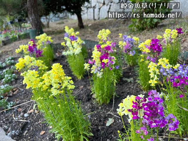 姫金魚草 リナリア の花言葉と由来 自然植物図鑑