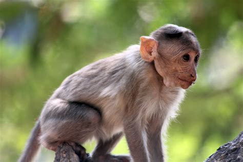 cute monkey small public domain pictures